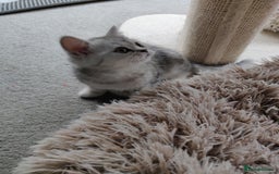 British Shorthair cats for sale: Cat for sale  - Image 5