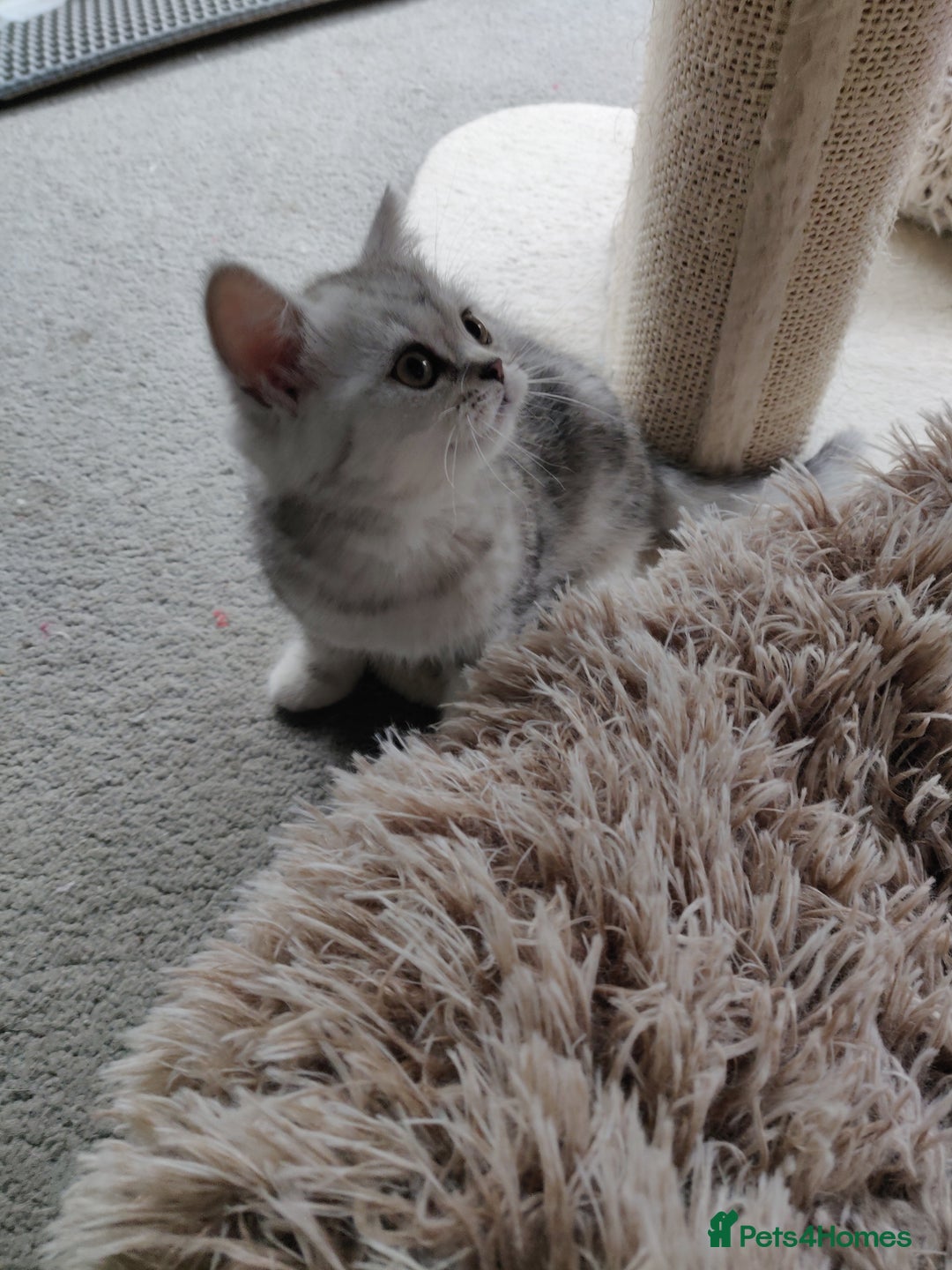 British Shorthair cats for sale: Cat for sale  - Image 5