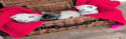 Ragdoll cats for sale: 4 beautiful Ragdoll Turkish Van kittens - Advert 5