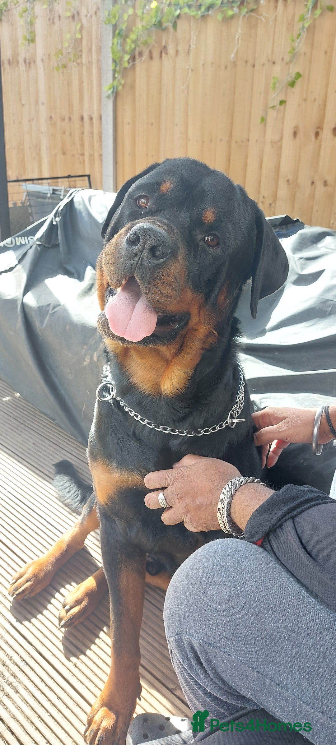 Rottweiler dogs for sale: Kc registered chunky pups - Advert 4