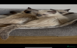 Ragdoll cats for sale: Beautiful baby Ragdolls ~ champion lines  - Image 4