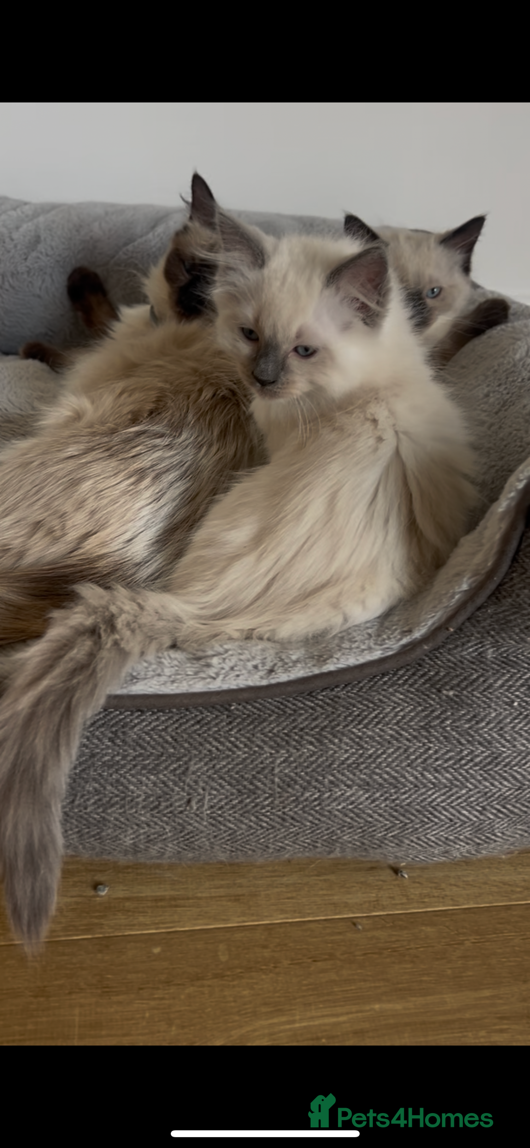 Ragdoll cats for sale: Beautiful baby Ragdolls ~ champion lines  - Image 4