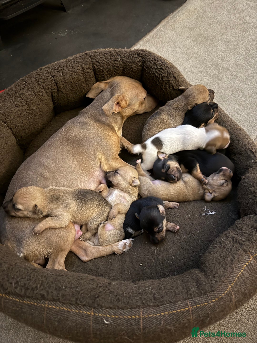 Jack Russell dogs for sale: Mini Jack Russell Terrier puppies  - Advert 11