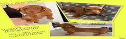 Miniature Dachshund dogs for sale: Miniature Dachshund Puppies - Advert 2