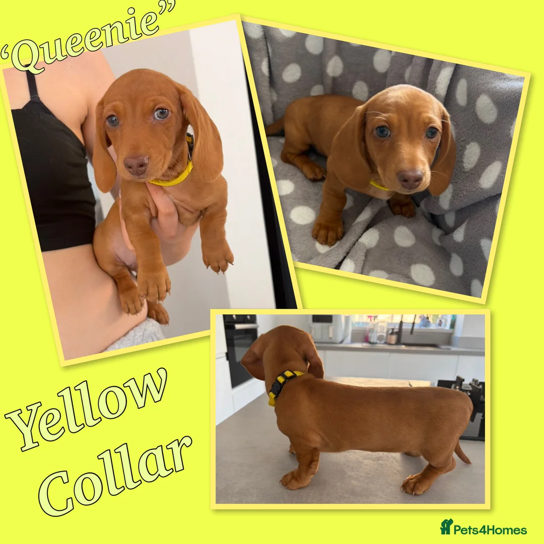 Miniature Dachshund dogs for sale: Miniature Dachshund Puppies - Advert 2