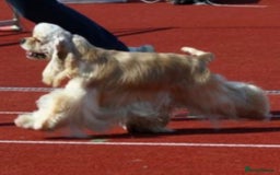 Cockapoo dogs for sale: Rare stunning American miniature teddy cockapoos  - Image 15