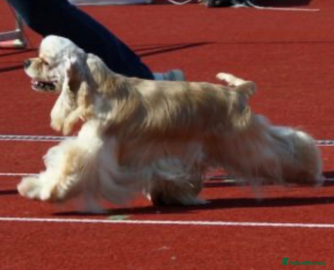 Cockapoo dogs for sale: Rare stunning American miniature teddy cockapoos  - Image 15