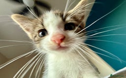 Mixed Breed cats for sale: 3 beautiful kittens available - Image 11