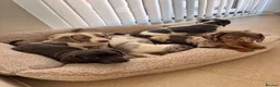Miniature Dachshund dogs for sale: Miniature dachshund in Manchester - Advert 7