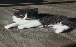 Ragdoll cats for sale: Adorable mixed Norwegian/Ragdoll left  in Dundee - Image 10
