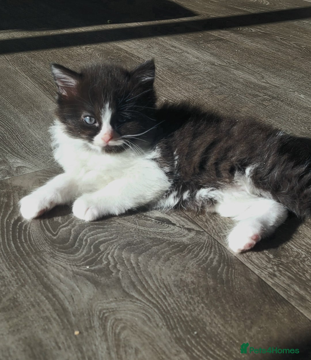 Ragdoll cats for sale: Adorable mixed Norwegian/Ragdoll left  in Dundee - Image 10