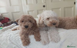 Miniature Poodle dogs for sale: Cafe au lait female miniature poodle - Image 9