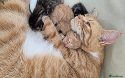 Domestic Shorthair cats for sale: Beautiful Kittens - Image 2