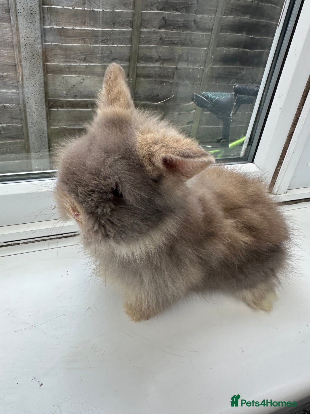 Angora rabbits for sale: Teddy Dwerg, Dwarf Baby Rabbits  - Advert 2