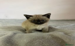 British Shorthair cats for sale: Four kittens ready to go (prices vary) - Image 16