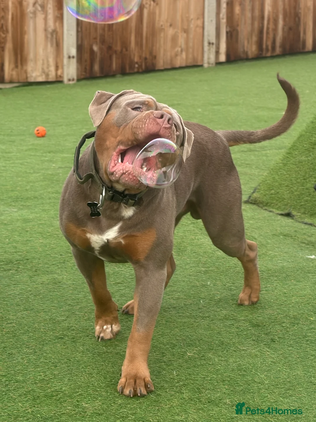 Olde English Bulldogge dogs for stud: Olde English Bulldogge for Stud - Winston in Thetford - Advert 6