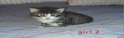 Domestic Shorthair cats for sale: 5 gorgeous kittens for sale  - Advert 14