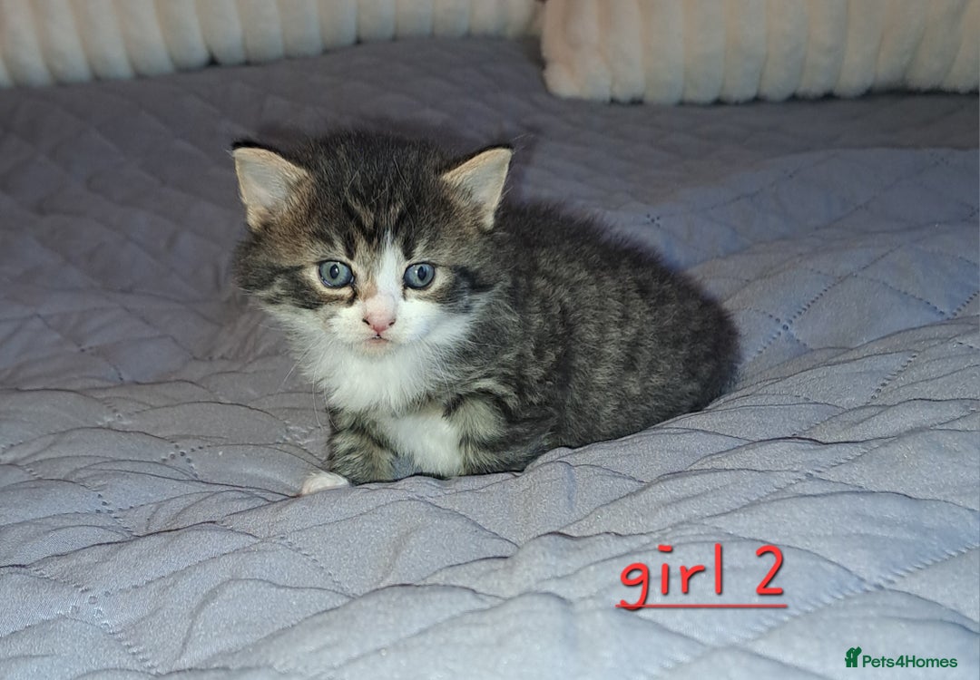 Domestic Shorthair cats for sale: 5 gorgeous kittens for sale  - Advert 14
