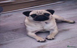 Pug dogs for sale: Betsy Pug - Image 6