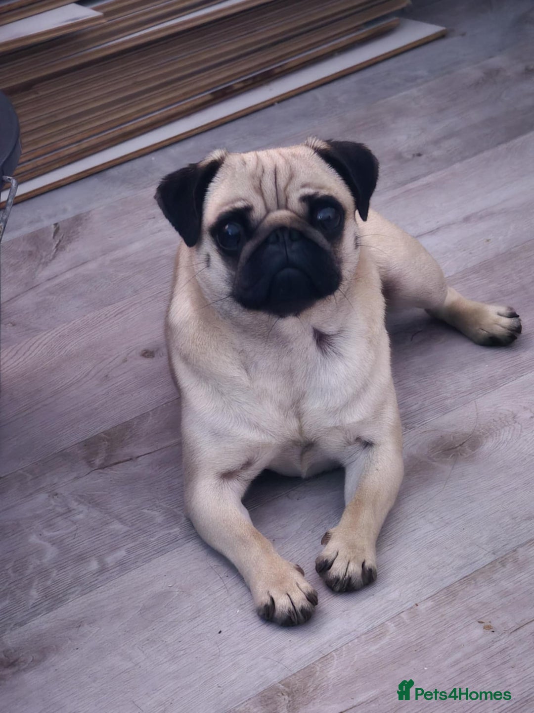 Pug dogs for sale: Betsy Pug - Image 6