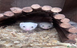 Ferret rodents for sale: Male ferrets born may 25 - Image 20