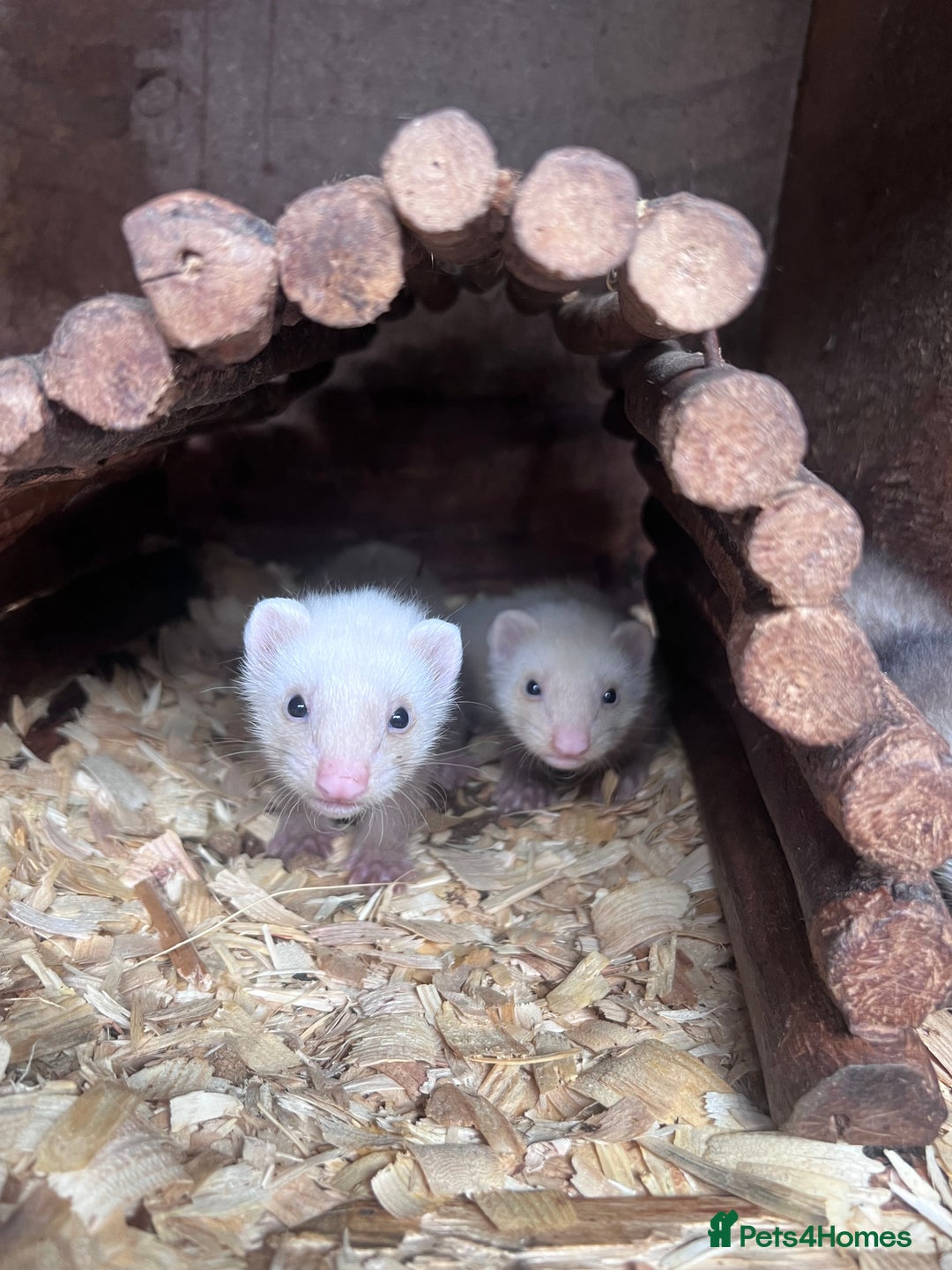 Ferret rodents for sale: Male ferrets born may 25 - Image 20