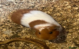 Guinea Pig rodents for sale: 2 female guinea pigs  - Image 3
