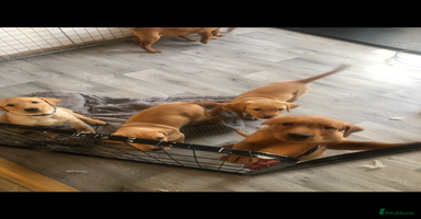 Labrador Retriever dogs - Advert 9