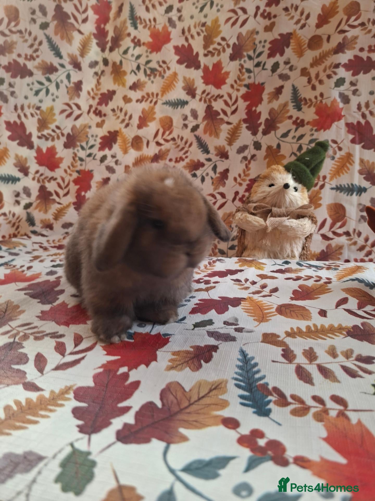 Mini Lop rabbits Beautiful Mini Lop Babies Ready from 25th Oct - Advert 16