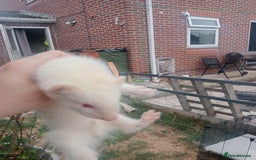 Ferret rodents for sale: 4 kits for sale  - Image 2