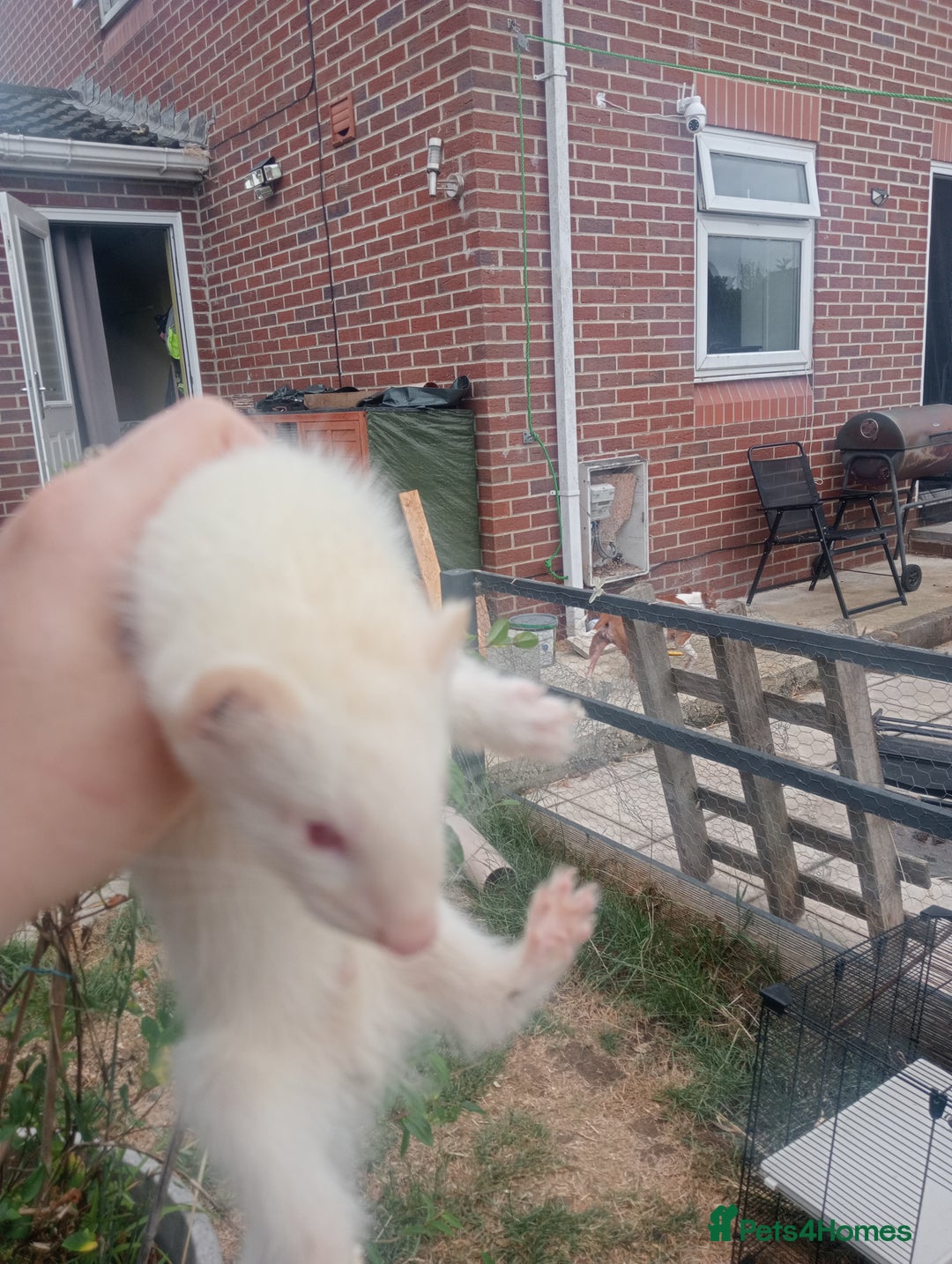 Ferret rodents for sale: 4 kits for sale  - Image 2