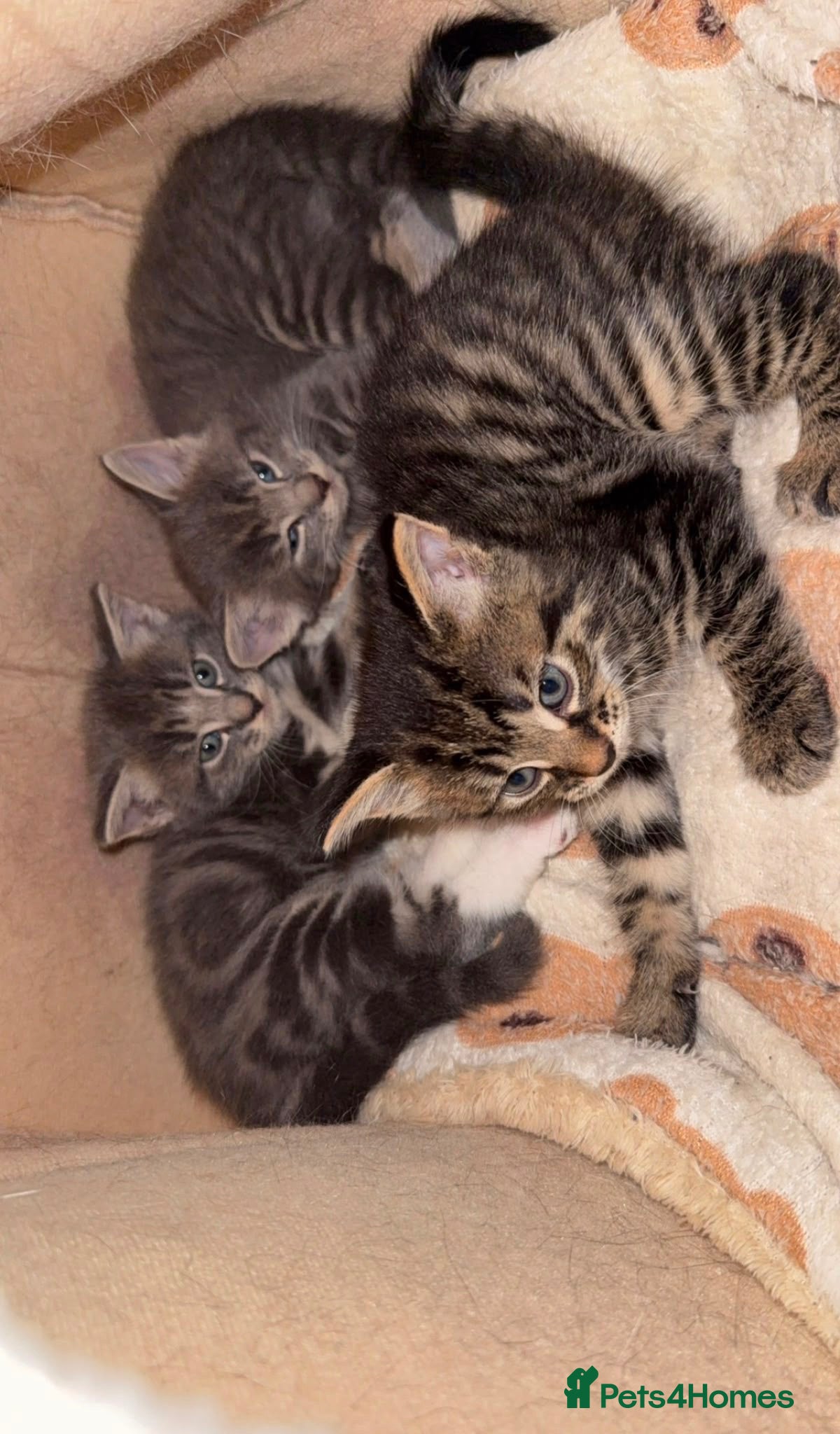 Maine Coon cats Maincoon cross kittens  - Advert 5