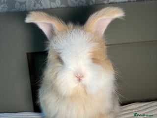 Angora rabbits Fully Vaccinated PedigreeAngora Ready next weekend - Advert 1