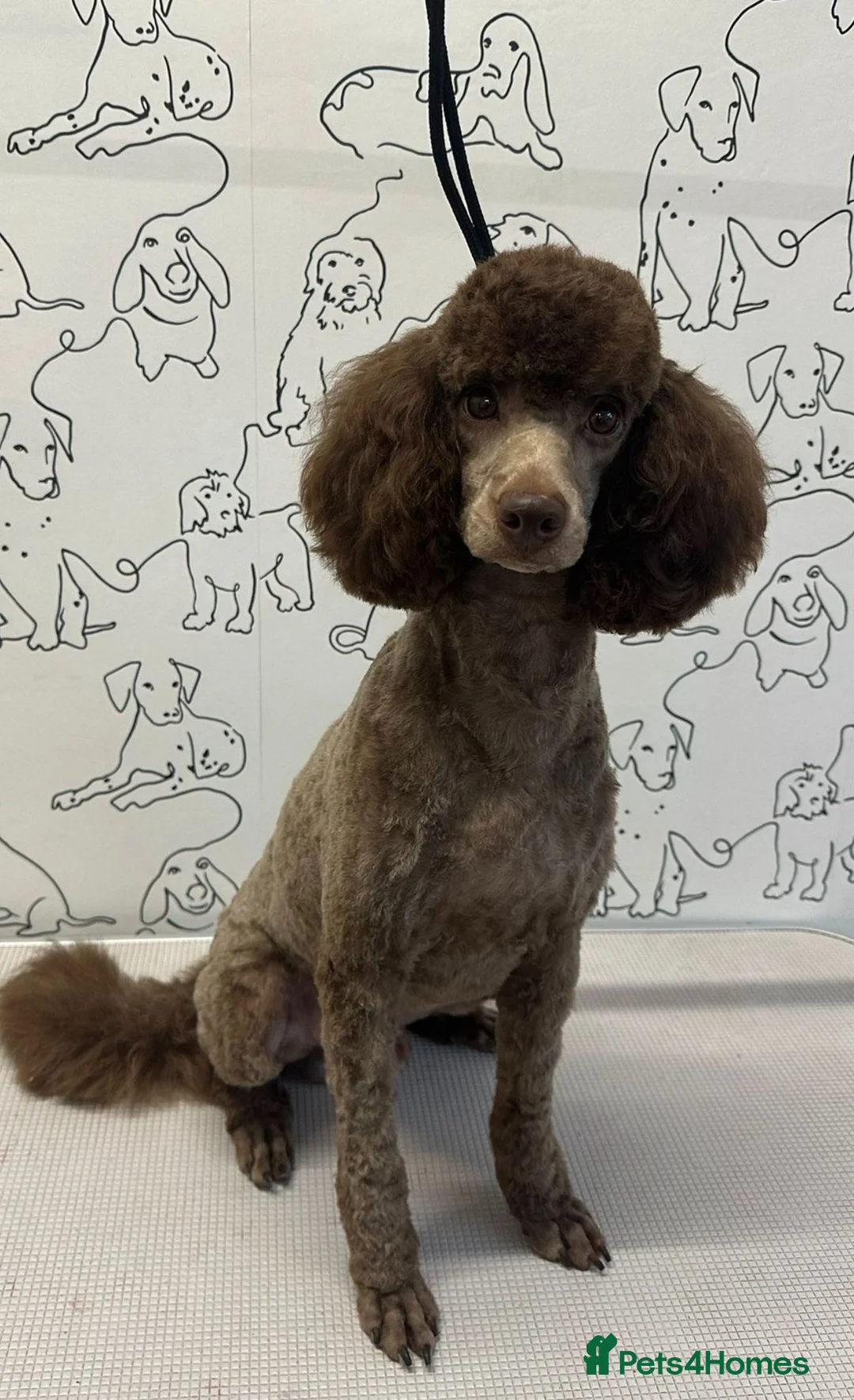 Miniature Poodle dogs for sale: Stunning Chocolate Miniature Poodles - Advert 28