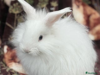 Mini Lop rabbits - Advert 3