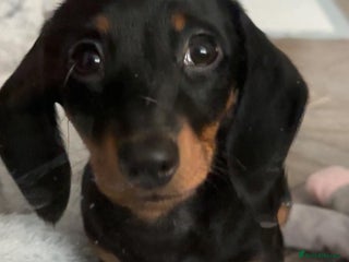 Miniature Dachshund dogs Miniature Dachshund Girls - Advert 4