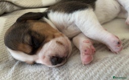 Beagle dogs for sale: KC registered Beagle puppies  - Image 3