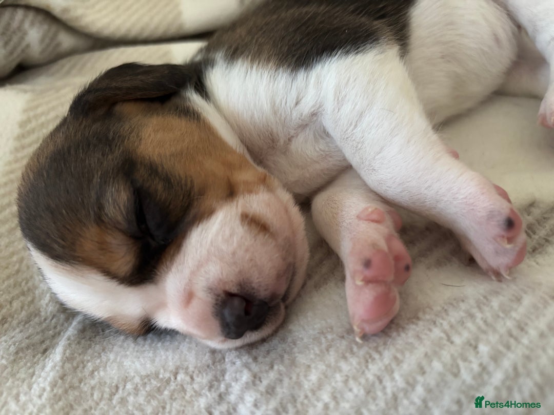 Beagle dogs for sale: KC registered Beagle puppies  - Image 3