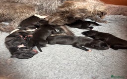 Mixed Breed dogs for sale: Collie Whippet Puppies - Image 8