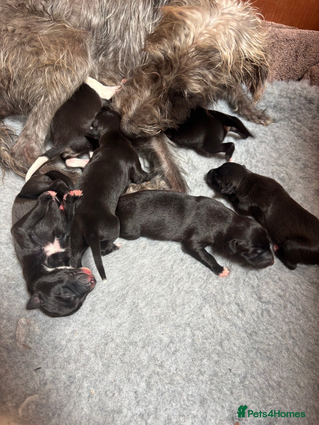 Mixed Breed dogs for sale: Collie Whippet Puppies - Image 8