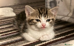 Mixed Breed cats for sale: 4 gorgeous tabby kittens - Image 32