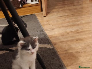 Mixed Breed cats Amazing kitten's - Advert 16