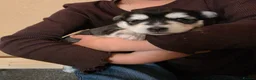 Pomsky dogs for sale: Beautiful f4 pomsky's - Advert 9