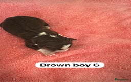 Border Collie dogs for sale: 10 border collies for sale  - Image 14