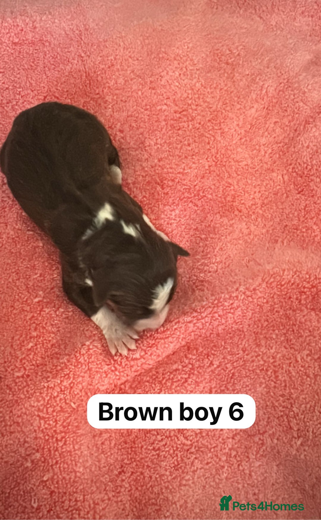 Border Collie dogs for sale: 10 border collies for sale  - Image 14