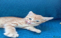 Mixed Breed cats for sale: 4 kittens - Image 4
