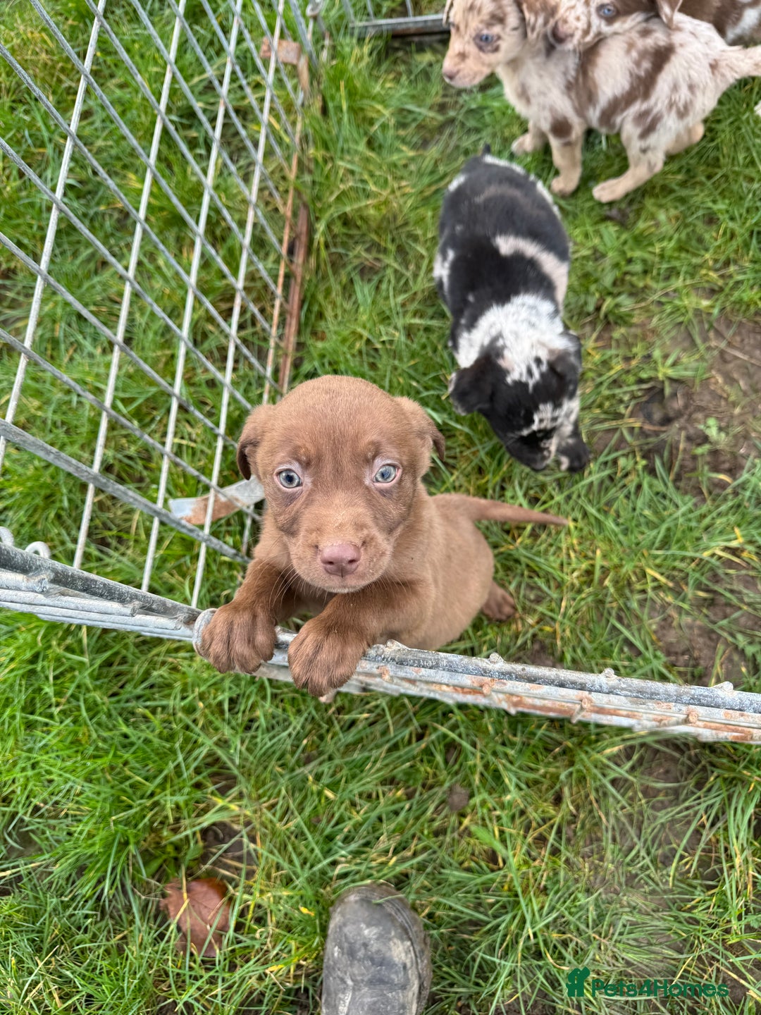Mixed Breed dogs for sale: 🔥 collie x Labrador pups 🔥 - Advert 5