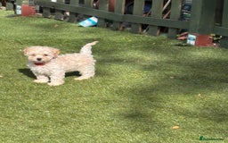 Cockapoo dogs for sale: 3 fluffy miniature cockpoo puppy’s  - Image 14