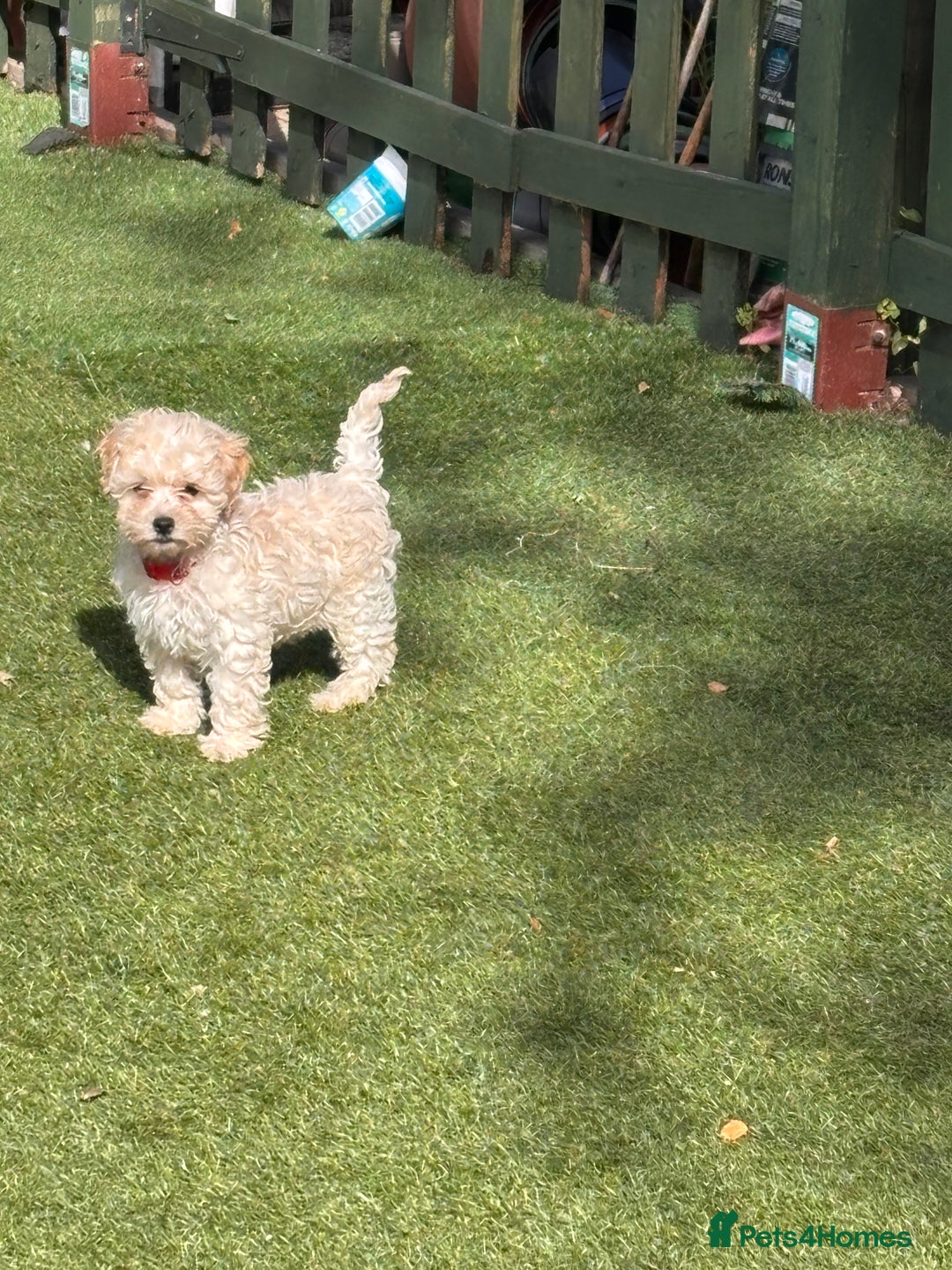 Cockapoo dogs for sale: 3 fluffy miniature cockpoo puppy’s  - Image 14