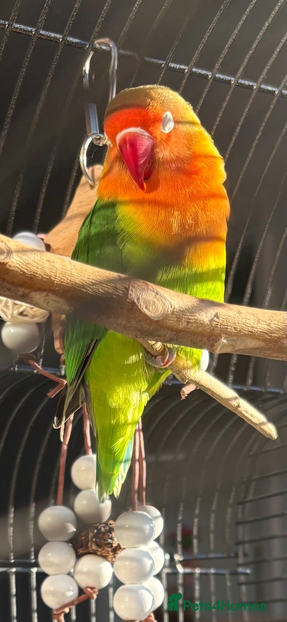 Lovebirds birds 10 month old love bird - Advert 8